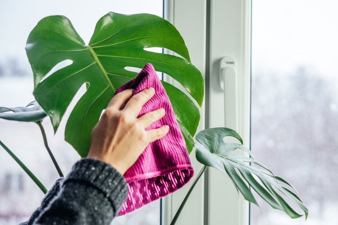 Monstera mit Lappen abwischen