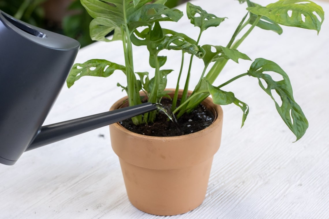 Monstera mit Gießwasser düngen