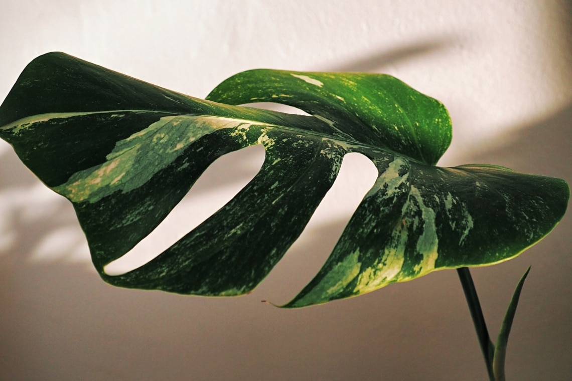 Monstera variegata im Schatten