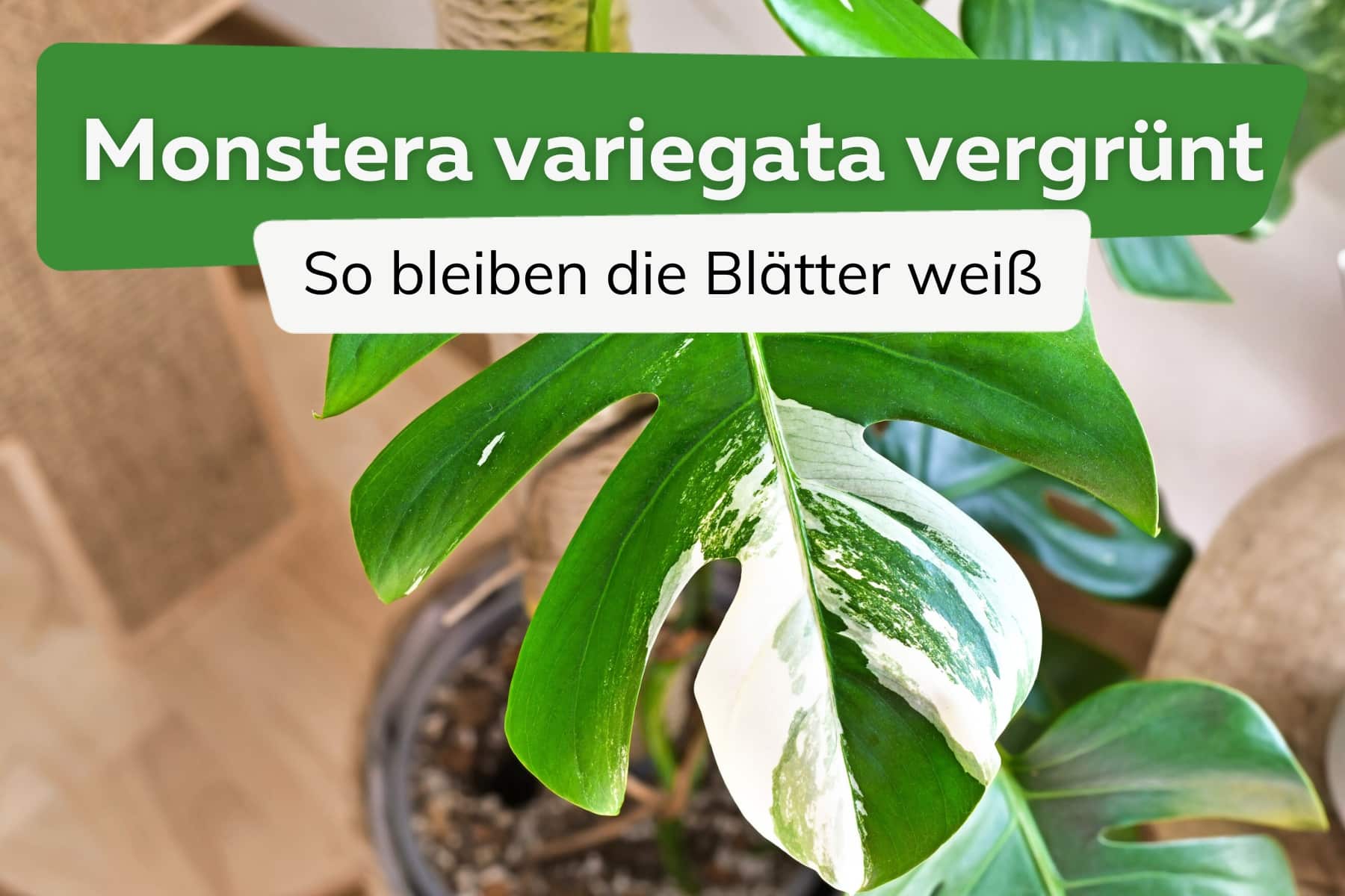 Monstera variegata vergrünt: Weißanteil erhöhen