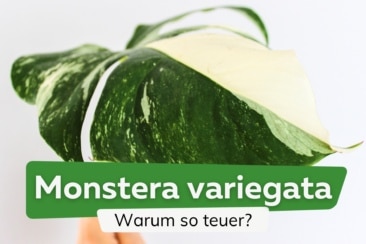 Monstera variegata: warum ist sie so teuer?