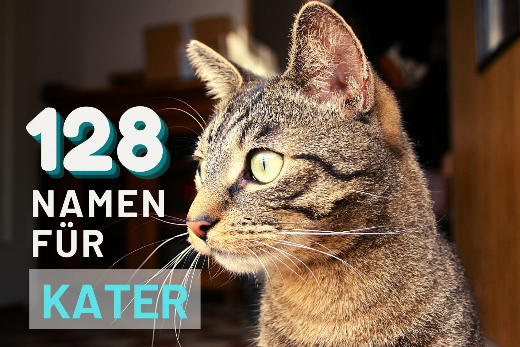 Kater Namen Bedeutung