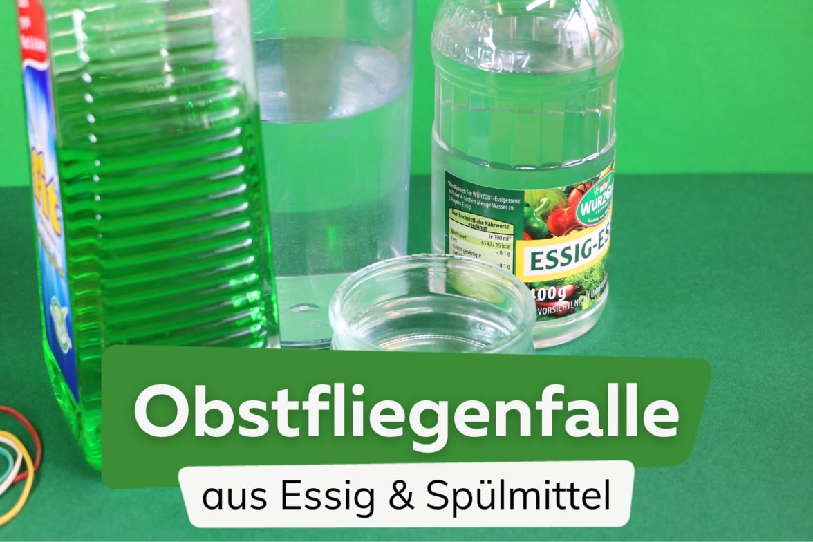 Muckenfalle Essig Spulmittel