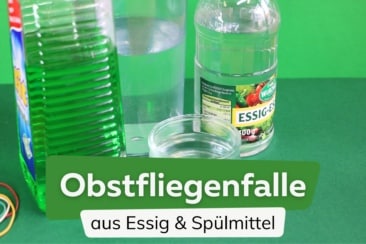 Obstfliegenfalle mit Essig und Spülmittel machen