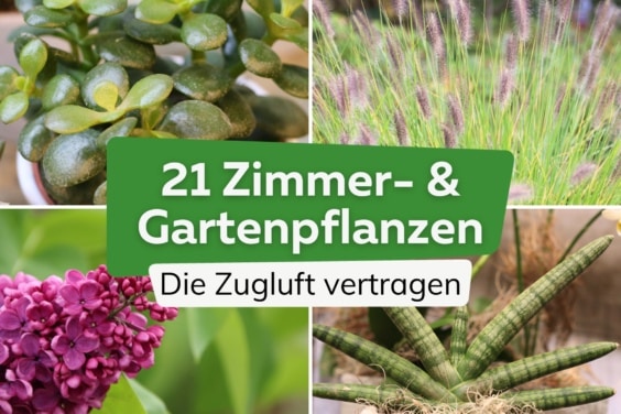 21 Garten-Pflanzen & Zimmerpflanzen, die Zugluft vertragen