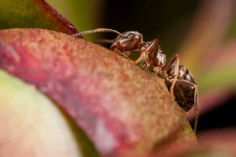 Pharaoameise (Monomorium pharaonis)