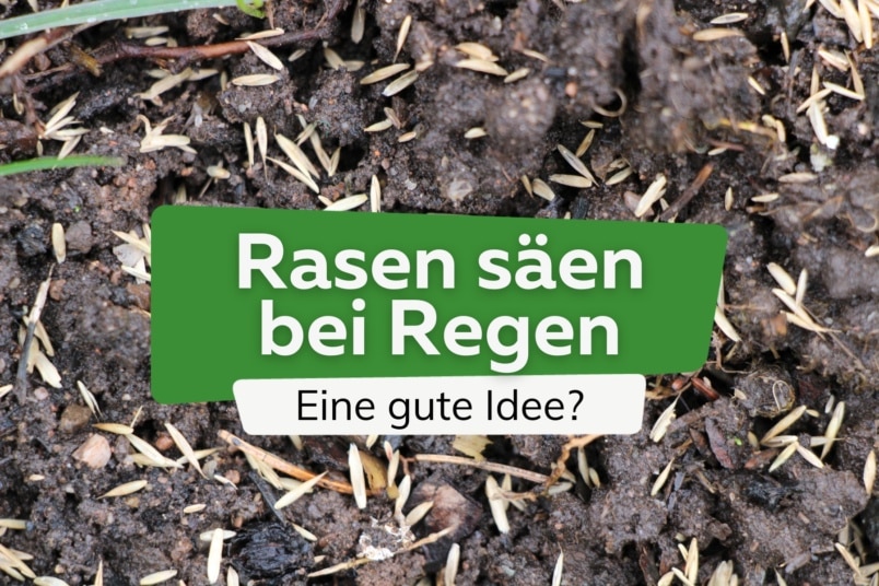 Rasen säen bei viel Regen: das ist zu beachten