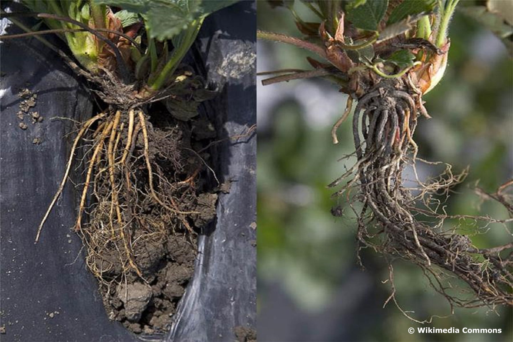 Gelbe oder braune Blätter an Erdbeeren was tun? Hortica.de