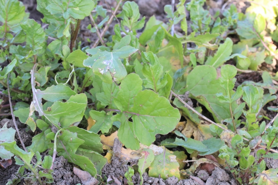 Rucola (Eruca vesicaria subsp. sativa) im Gartenbeet