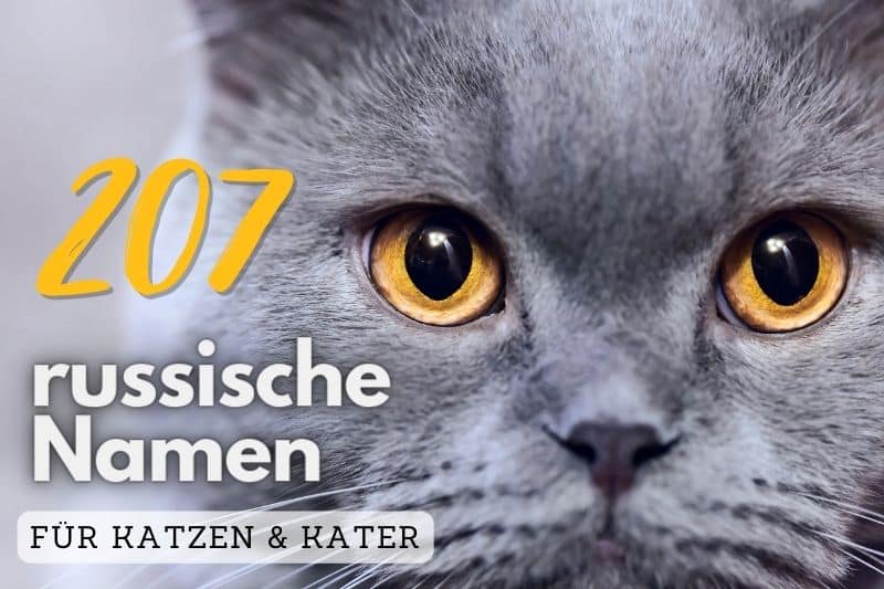 Russische Katzennamen Titel