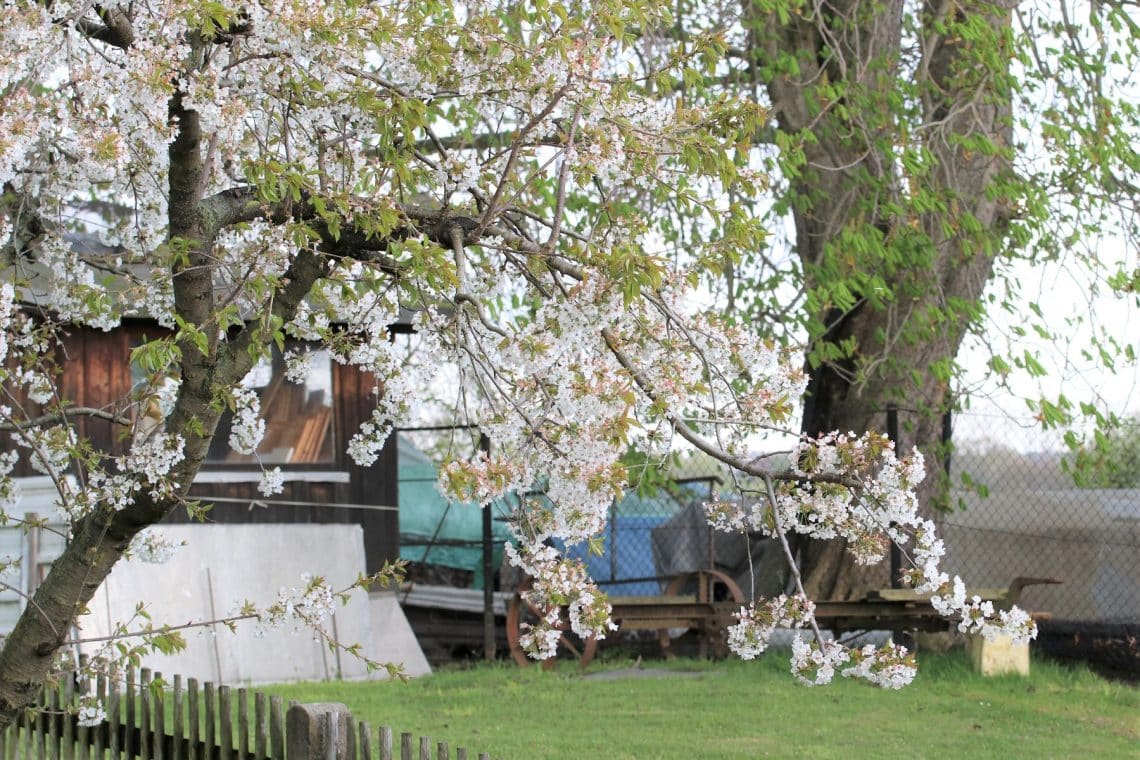 Sauerkirsche (Prunus cerasus) an Grundstücksgrenze