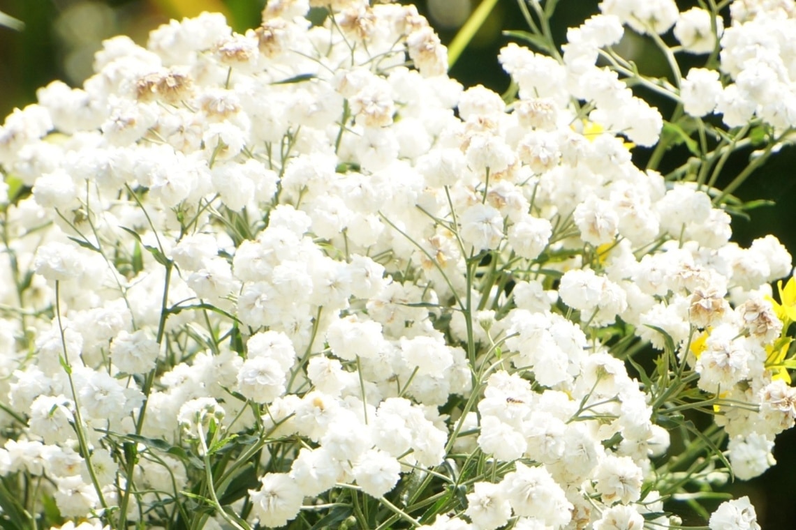 Schleierkraut (Gypsophila)