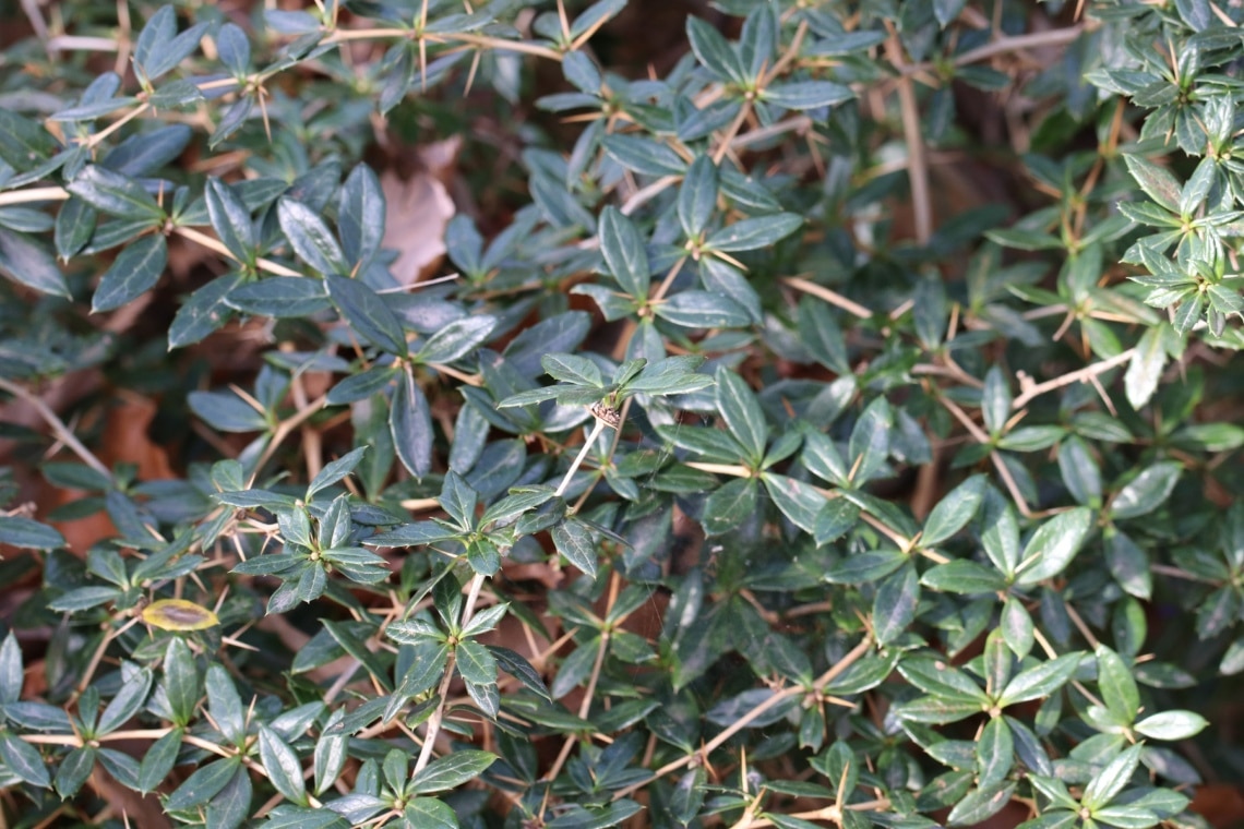 Schneeige Berberitze (Berberis candidula)