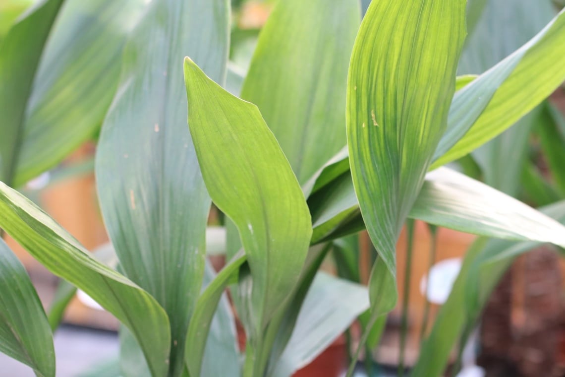 Schusterpalme (Aspidistra elatior)