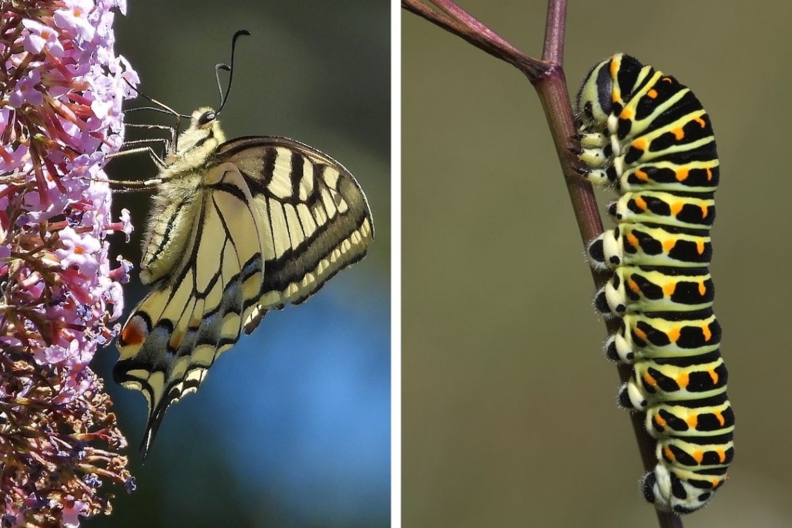 Schwalbenschwanz (Papilio machaon) - Falter (links) und Raupe (rechts)