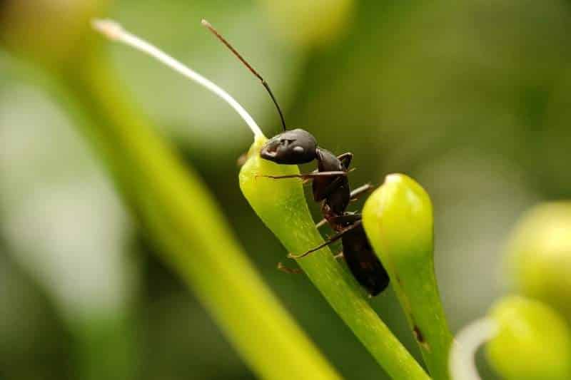 Schwarze Rossameise (Campo