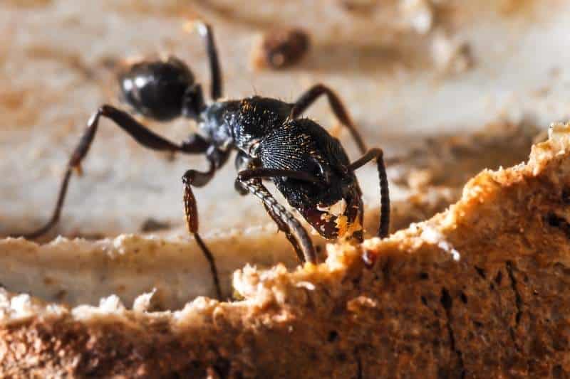 Schwarze Wegameise (Lasius niger)