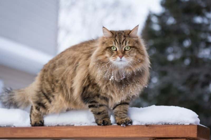 Sibirische Waldkatze