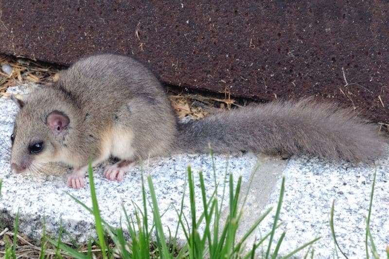 Siebenschläfer (Glis glis)