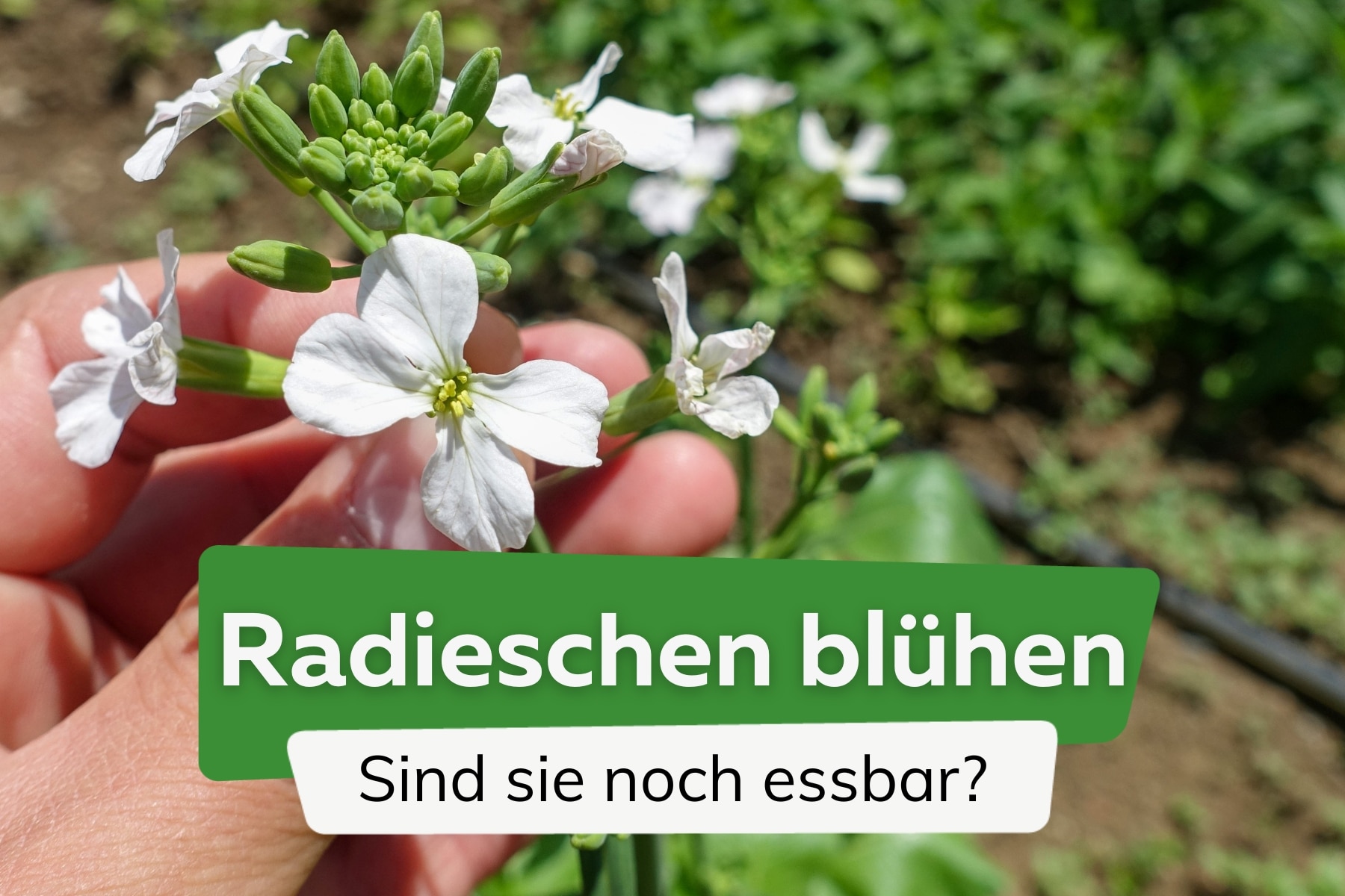 Radieschen blühen: sind sie mit Blüten essbar?