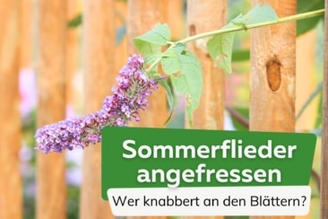 Sommerflieder angefressen: Löcher in Blättern