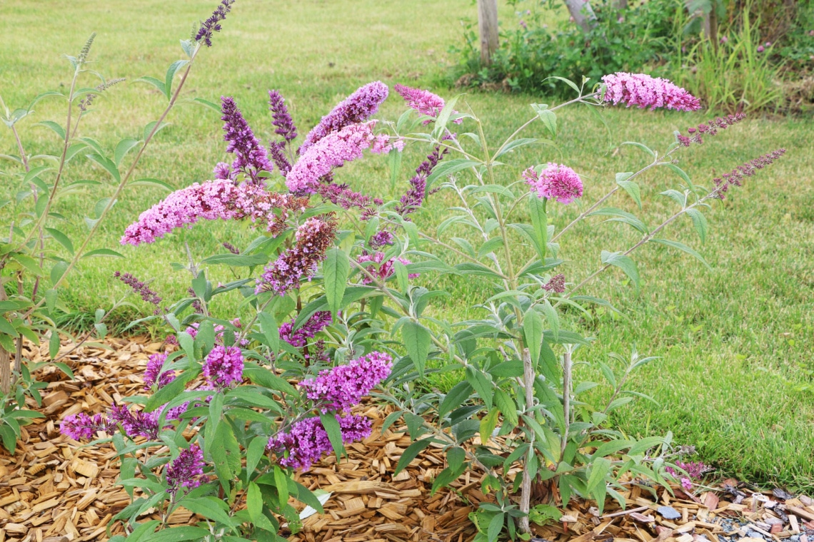 Sommerflieder (Buddleja)