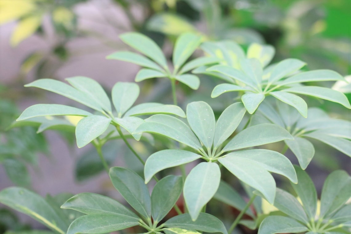 Strahlenaralie (Schefflera arboricola)