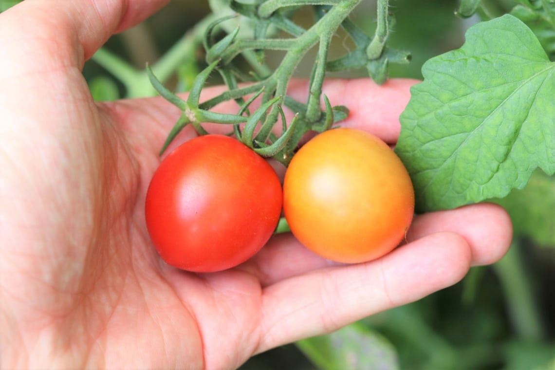 Tomaten an Strauch