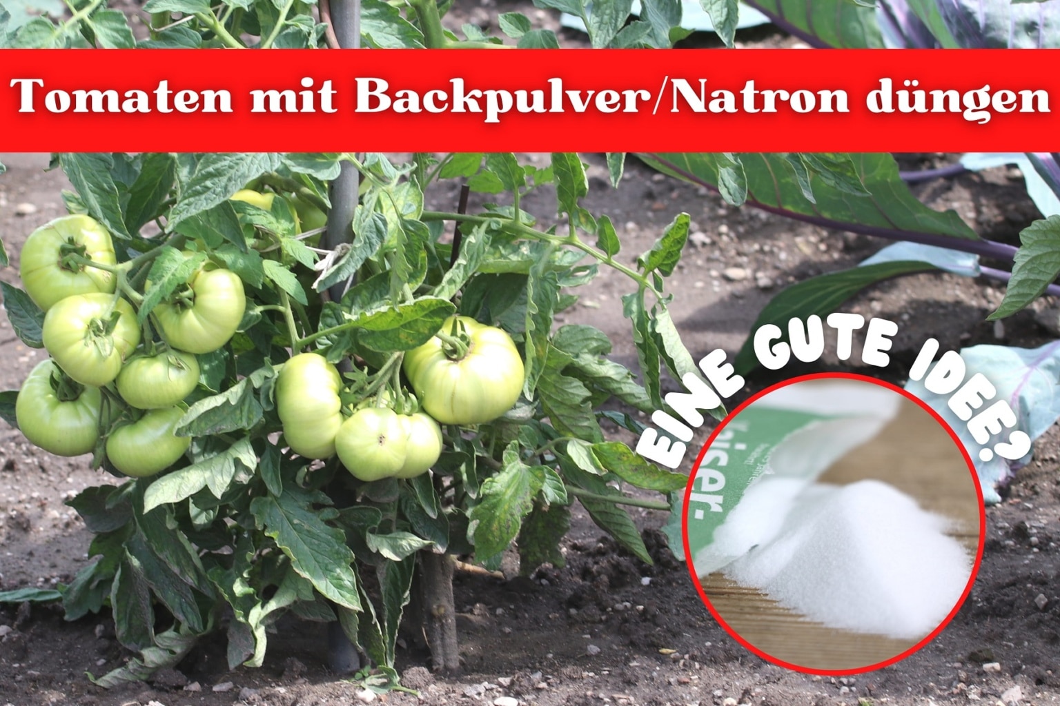 Tomaten mit Backpulver/Natron düngen 3 Gründe