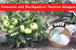 feige mit hornspnen dngen Feigenbaum Dnger von Flora Boost fr gesunde Obstbume