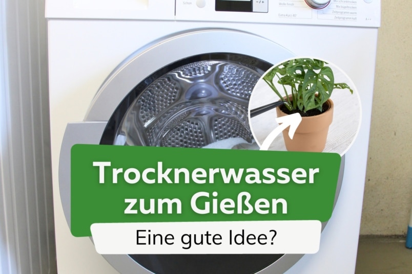 Sollte man Trocknerwasser zum Blumen gießen verwenden?