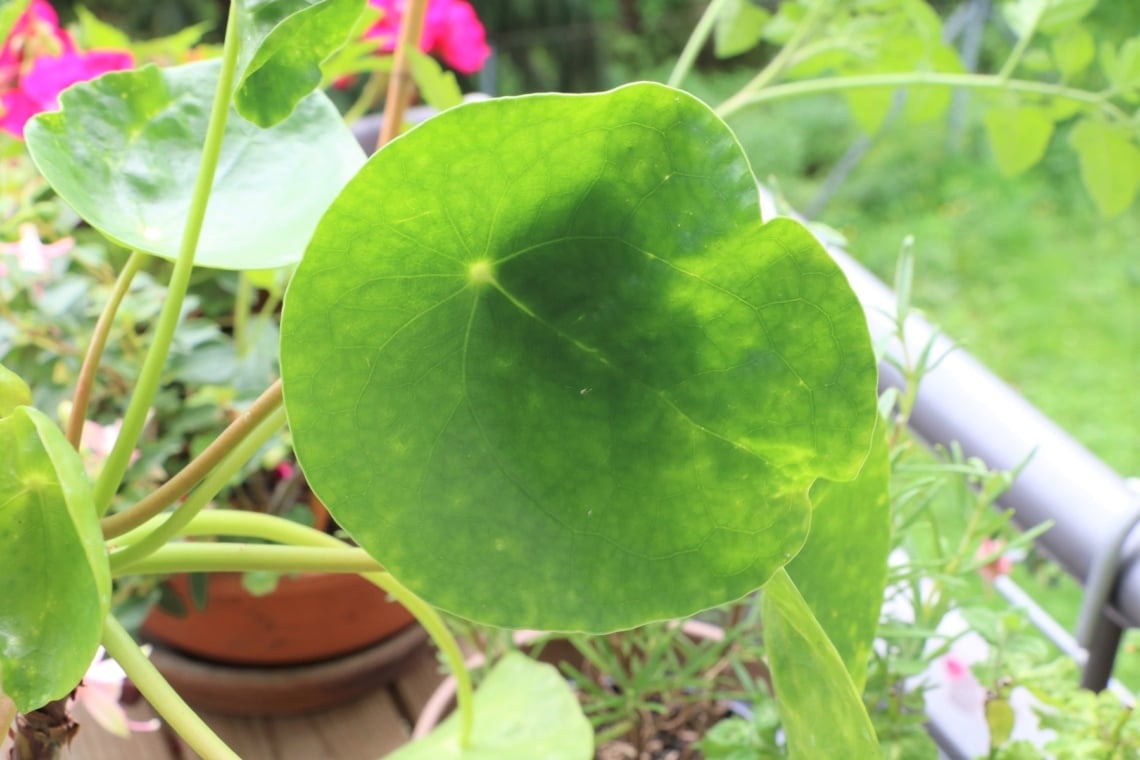 Ufopflanze (Pilea peperomioides)