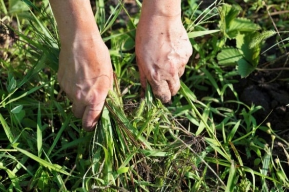 Fremdgras im Rasen was hilft gegen dickes Wildgras?