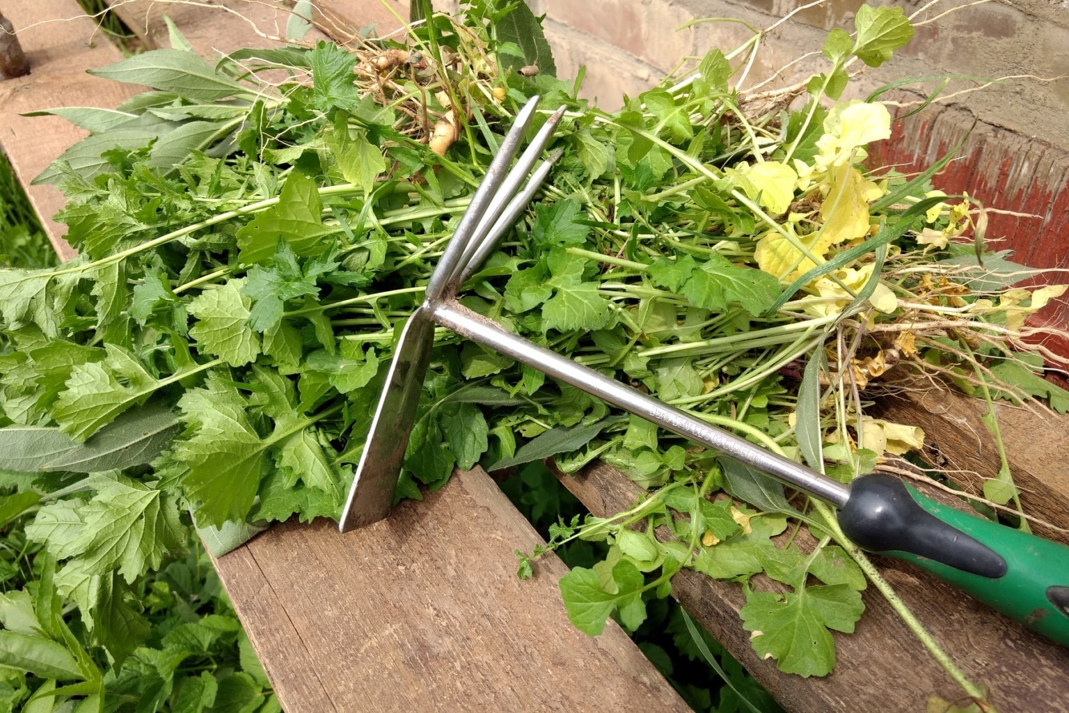 Gras und Rasen im Beet entfernen und verhindern