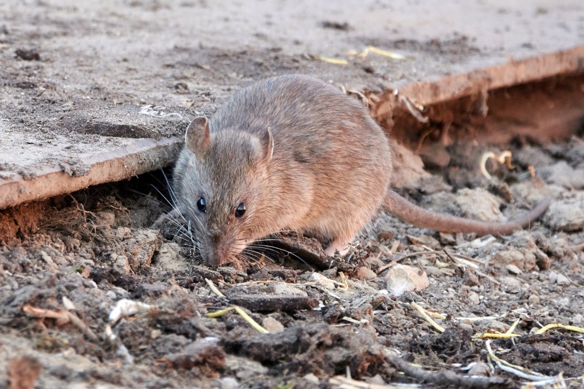 Wanderratte (Rattus norvegicus)