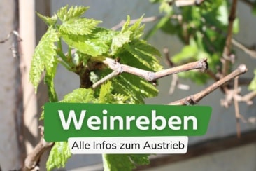 Wann treibt Wein aus? Was tun, wenn er nicht austreibt?