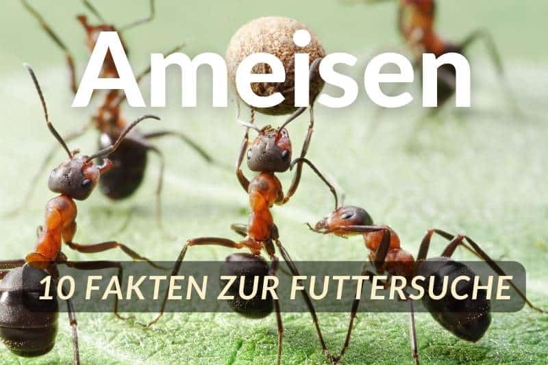 Was fressen Ameisen Titel