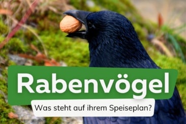 Was fressen Raben und Krähen?