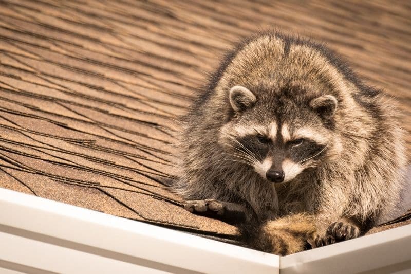 Waschbär (Procyon lotor) auf dem Dach