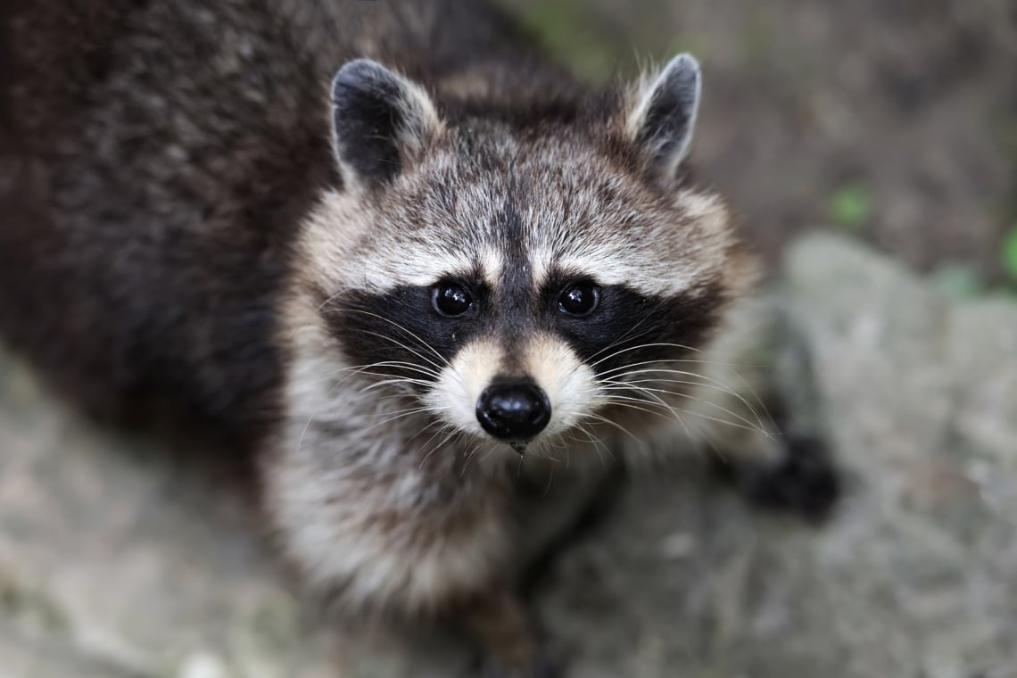 Waschbär (Procyon lotor)