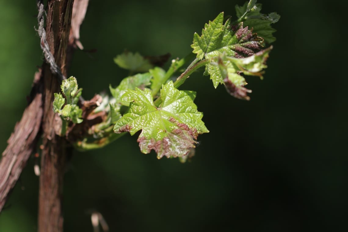 Austrieb an Wein