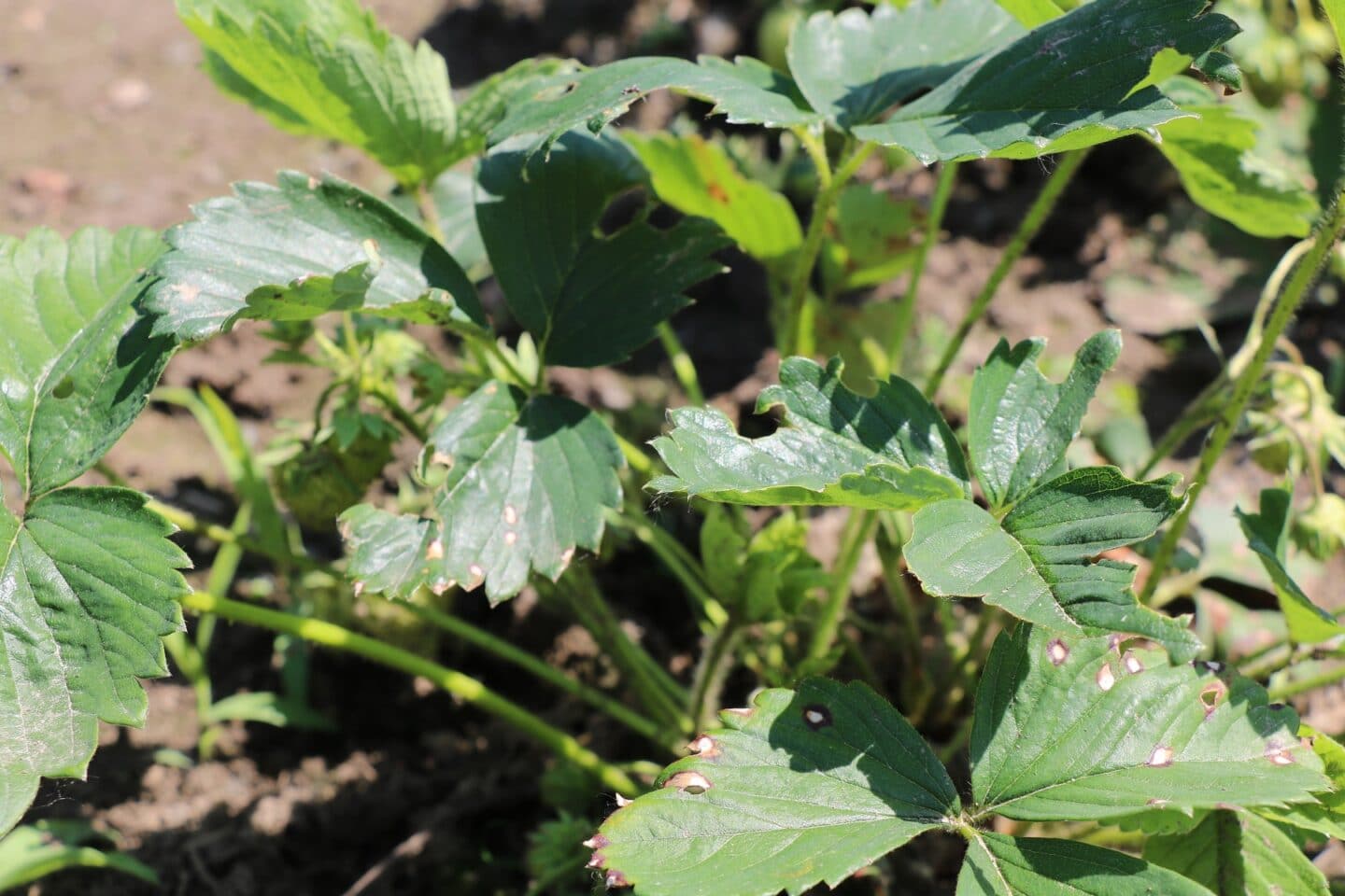 Gelbe oder braune Blätter an Erdbeeren was tun? Hortica.de