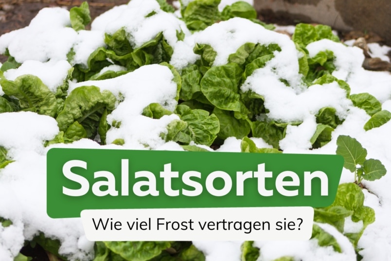 Wie kälteempfindlich ist Salat - Titel