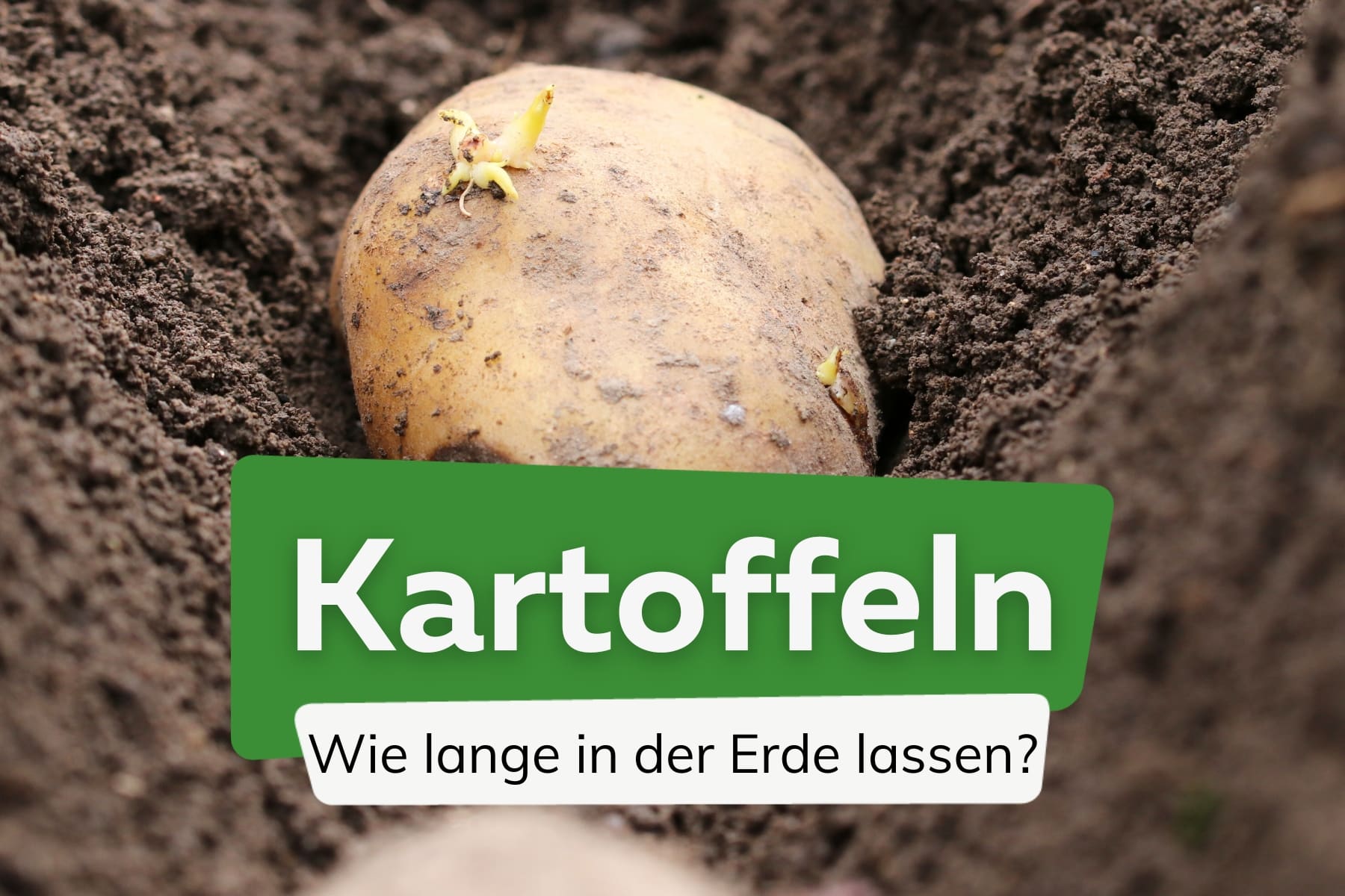 Wie lange können Kartoffeln in der Erde bleiben?