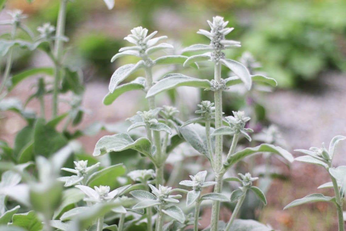 Wollziest (Stachys byzantina)