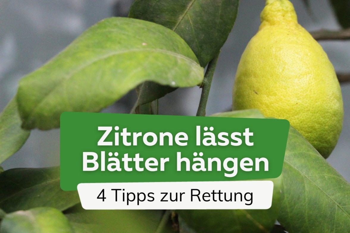 Zitronenbaum Blatter Werden Gelb Rettung Fur Ihre Zitrone