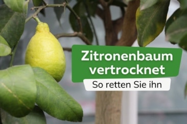 Zitronenbaum vertrocknet: wie kann man ihn retten?