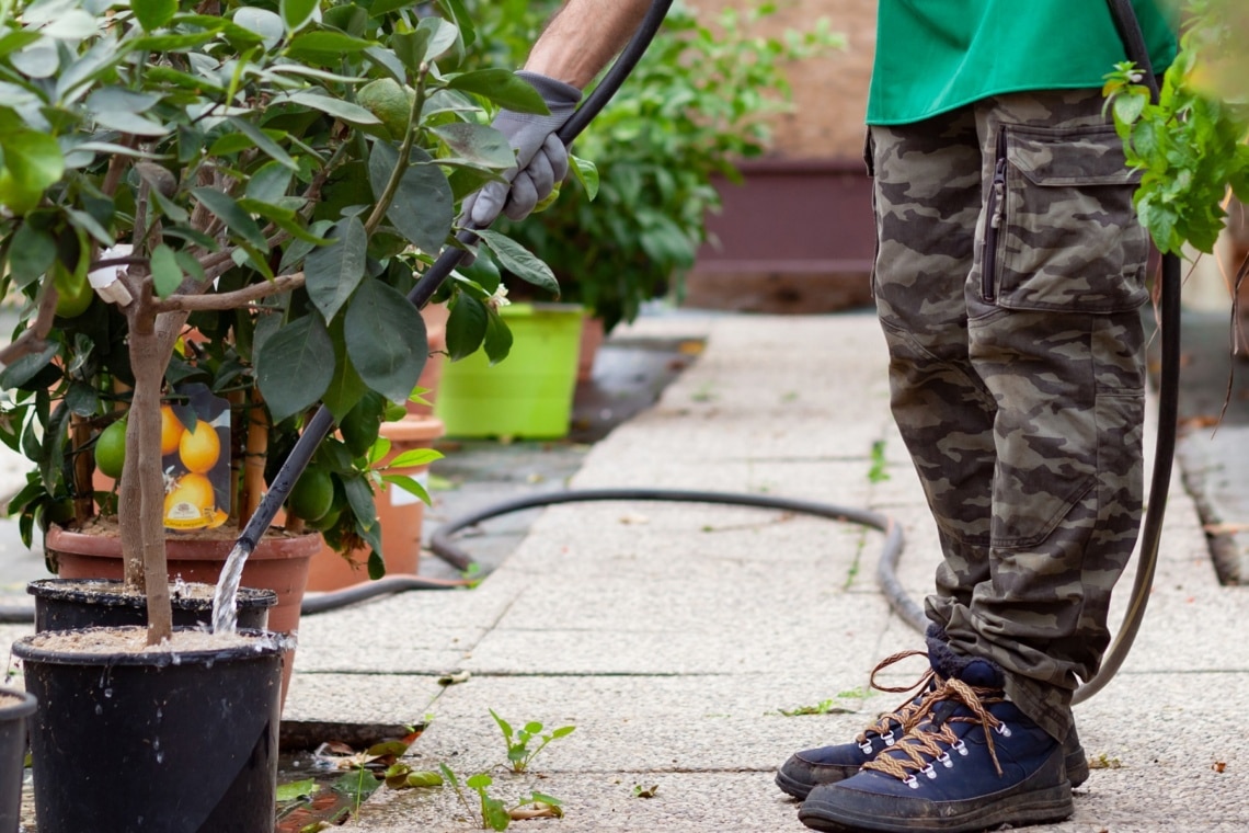 Mann wässert Zitronenbaum mit Gartensch