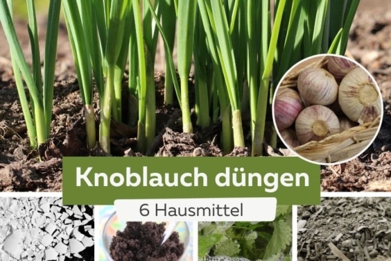 Knoblauch düngen Titel