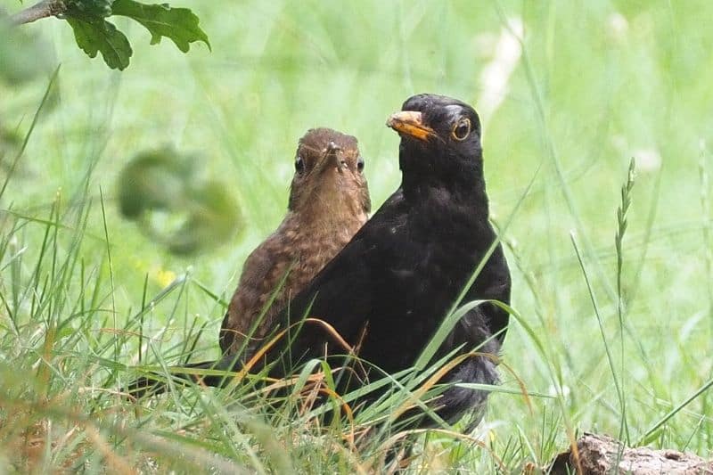 Amselpaar im Gras